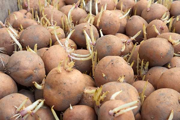 Potato tubers for planting