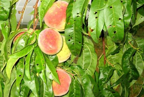 Clasterosporium peach