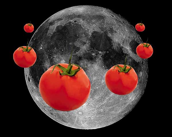 Kad stādīt tomātus pēc Mēness kalendāra