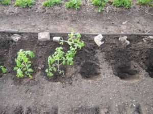 When to plant tomato seedlings in open ground
