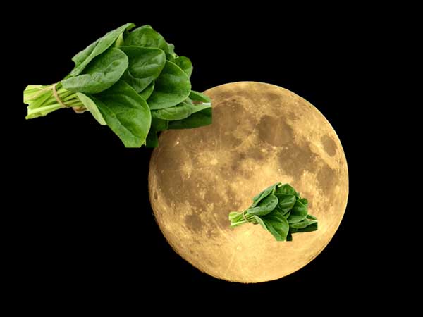 When to plant spinach in open ground according to the lunar calendar