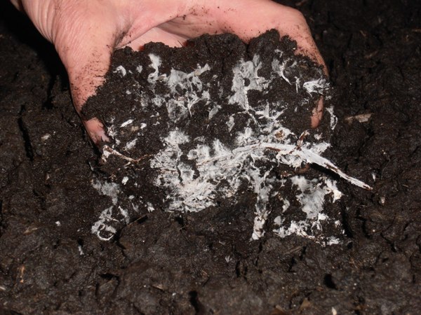 Compost mushroom mycelium