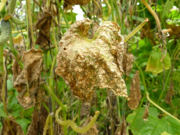 Root rot of cucumbers