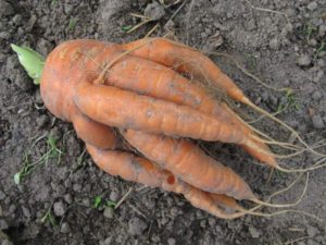 Gnarled carrots