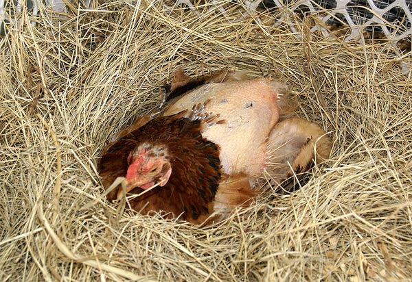 Moulting in laying hens