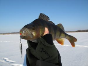 Fishing for perch in winter with a spoon