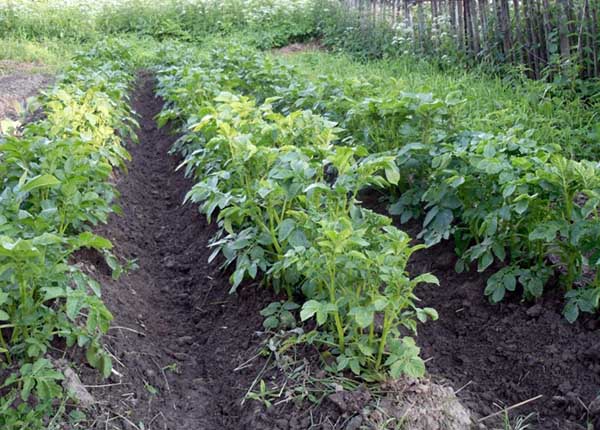 Place for growing potatoes in the Dutch way