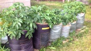 Place for growing potatoes in bags