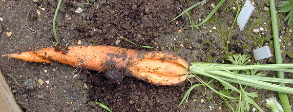Carrots are cracking in the ground