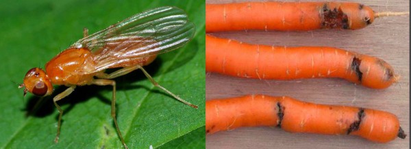 Carrot fly