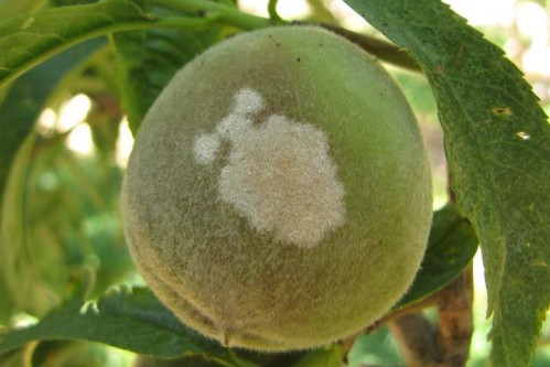 Peach powdery mildew