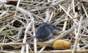 Mouse in straw with potatoes