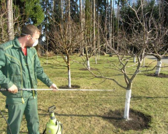Treatment of peach trees in spring from diseases and pests
