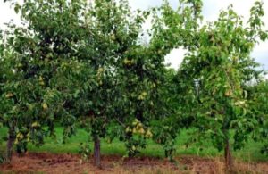 Features of pear grafting in spring