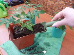 Transfer of tomato seedlings
