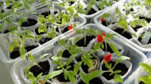 Mariner les plants de tomates
