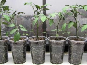 Plastic cups for seedlings