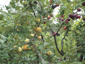 Fruiting grafted plum