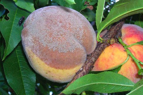 Peach fruit rot