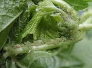 Escaping aphid on currants