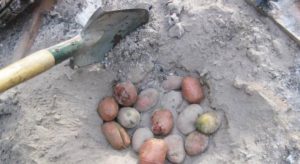 تحضير البطاطس للزراعة للتبن