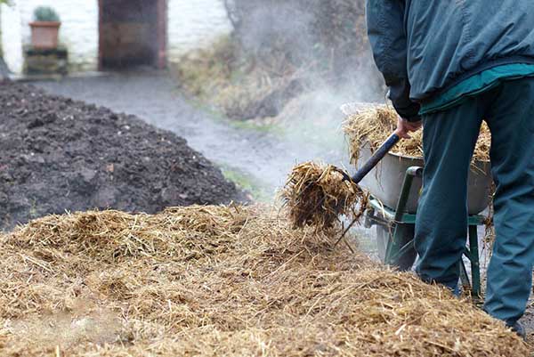 Preparing the straw for planting potatoes