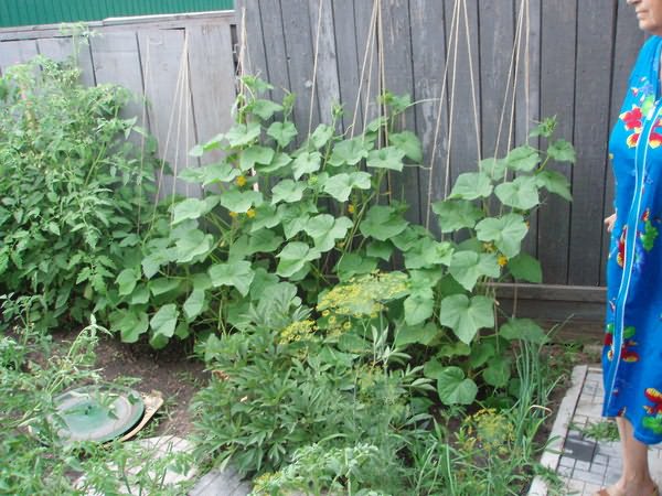 Garter cucumbers on the fence