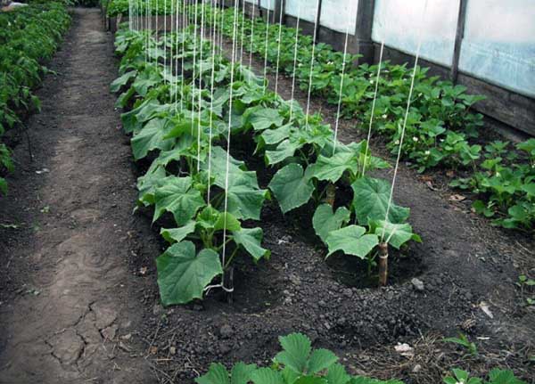 Garter cucumbers in the greenhouse