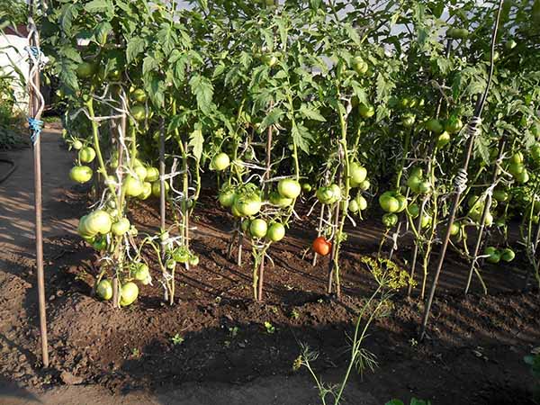 Tying tomatoes to a single support