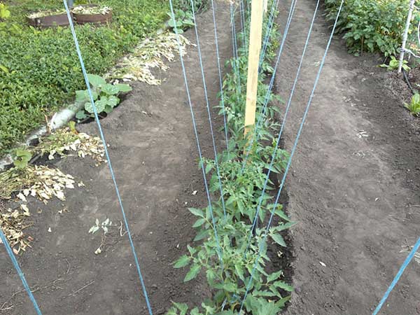 Tomates jarretière en plein champ