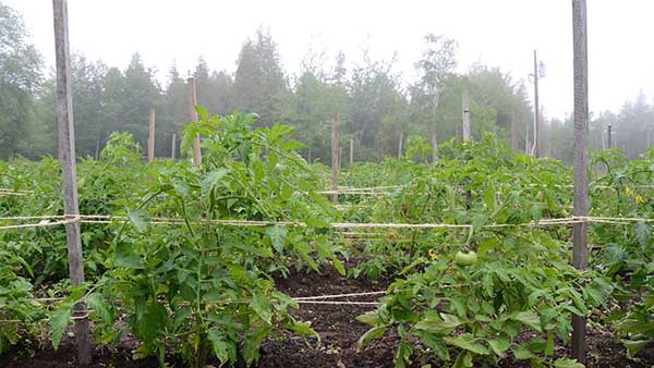 Tying tomatoes on horizontal trellises in the open field