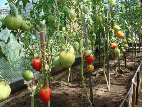 Garter tomatoes on individual pegs