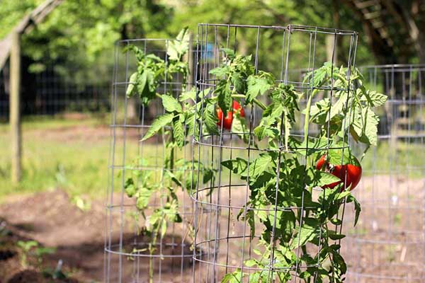 Garter tomatoes on a mesh frame