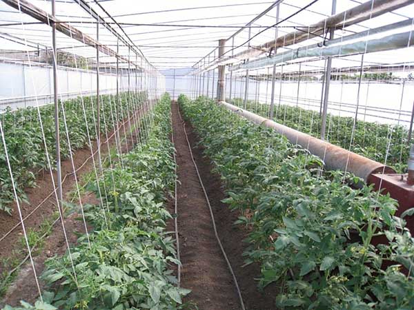Garter tomatoes on vertical trellises in the greenhouse