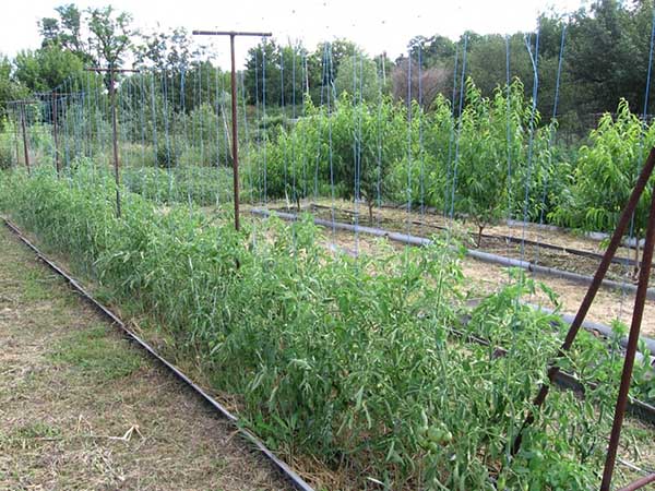 Tying tomatoes on vertical trellises in the open field