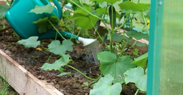 Watering cucumbers from a watering can
