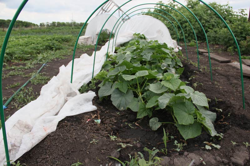 Watering cucumbers in the greenhouse and in the open field