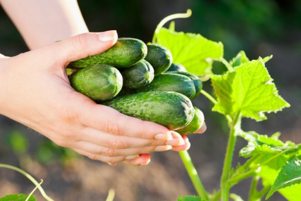 Watering cucumbers during fruiting