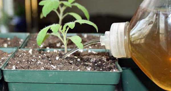 Watering tomato seedlings with iodine solution