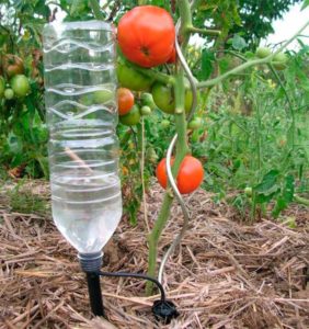 Watering tomatoes with bottles