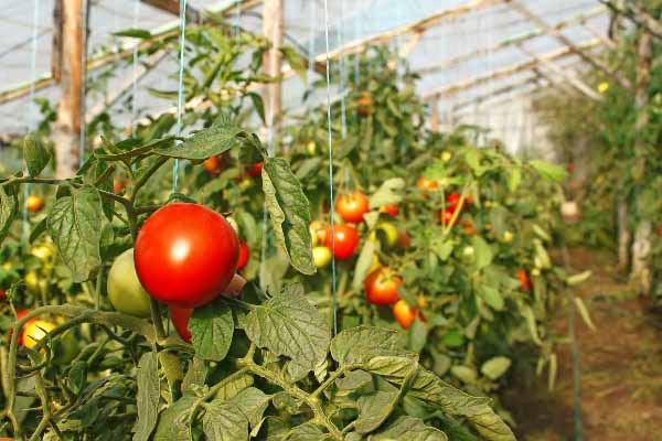 Watering tomatoes during fruiting