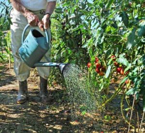 Watering tall tomatoes