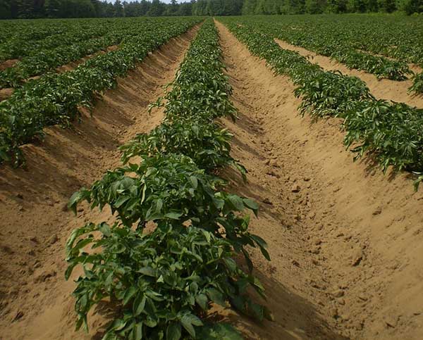 Plantation de pommes de terre hollandaise