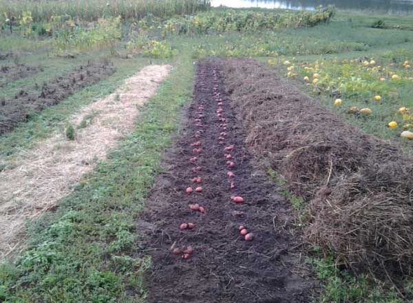 Kartupeļu stādīšana zem salmiem