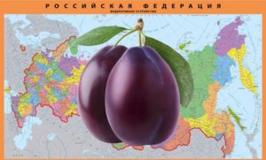 Szilvaültetés a moszkvai régióban, a Volga régióban, az Urálban és Szibériában
