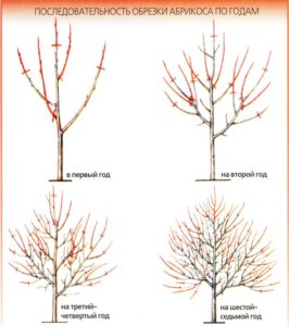 The sequence of spring pruning of apricot by year