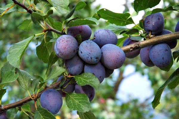 Correct pruning of plums is the key to a good harvest