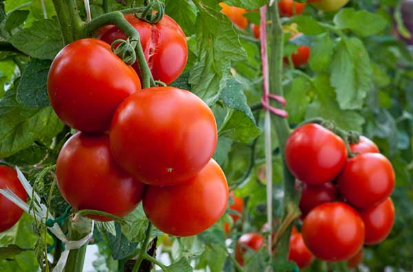 Avantages des tomates jarretière