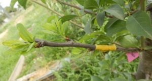 Plum grafting in spring, summer and autumn