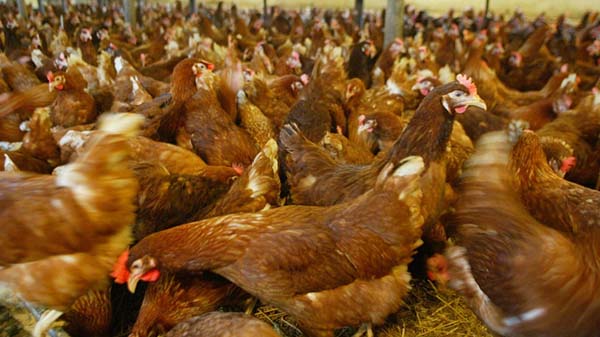 A csirkék mozgásszervi betegségeinek megelőzése